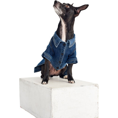 None > Accessories > Pets
